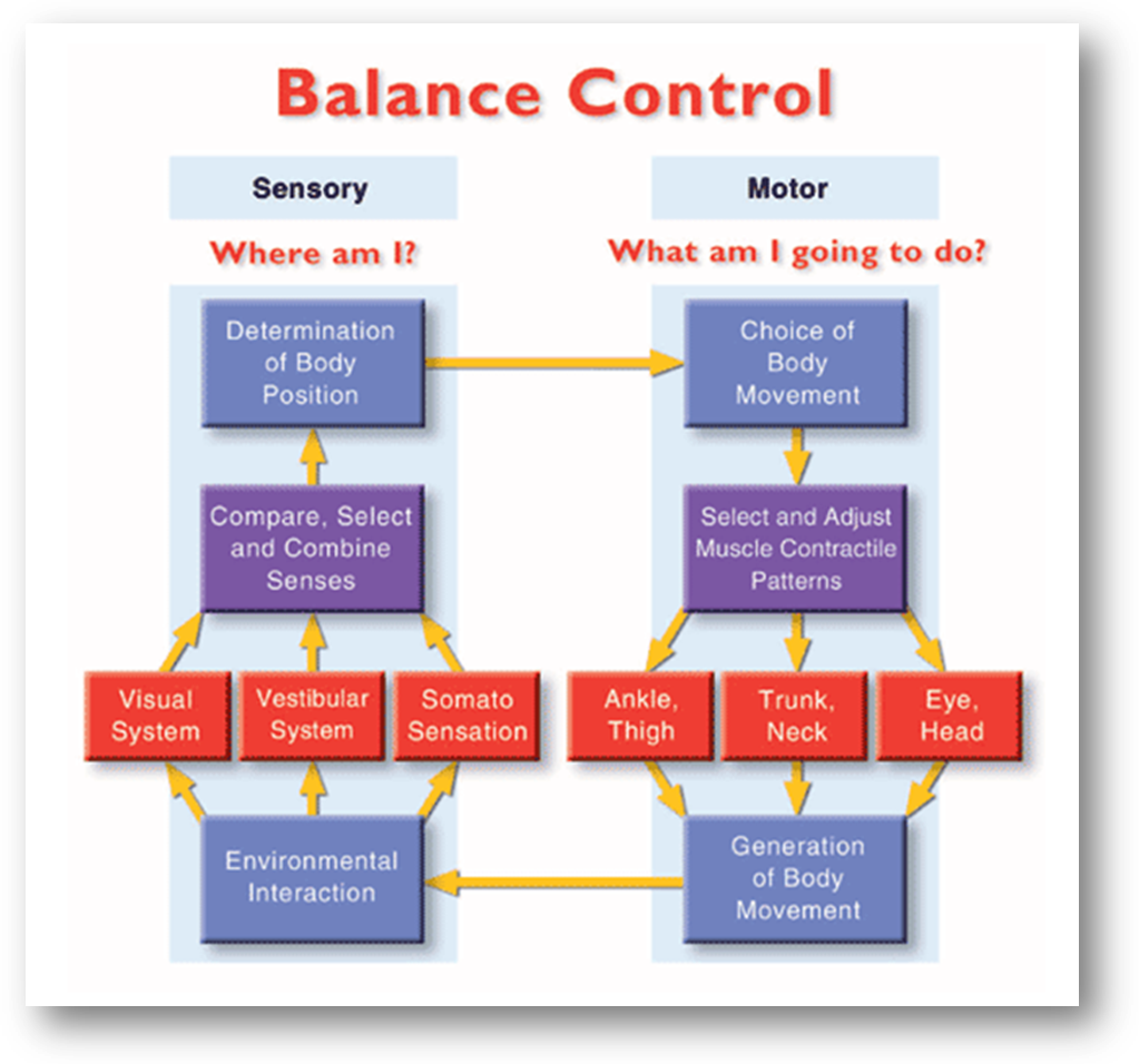 Interaction of sensory input and muscle control for maintaining competent standing balance.