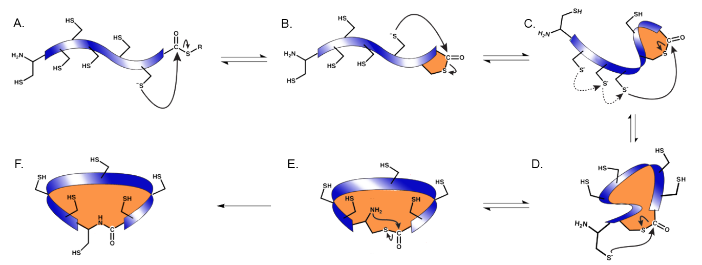 The mechanism of thia-zip macrocyclization