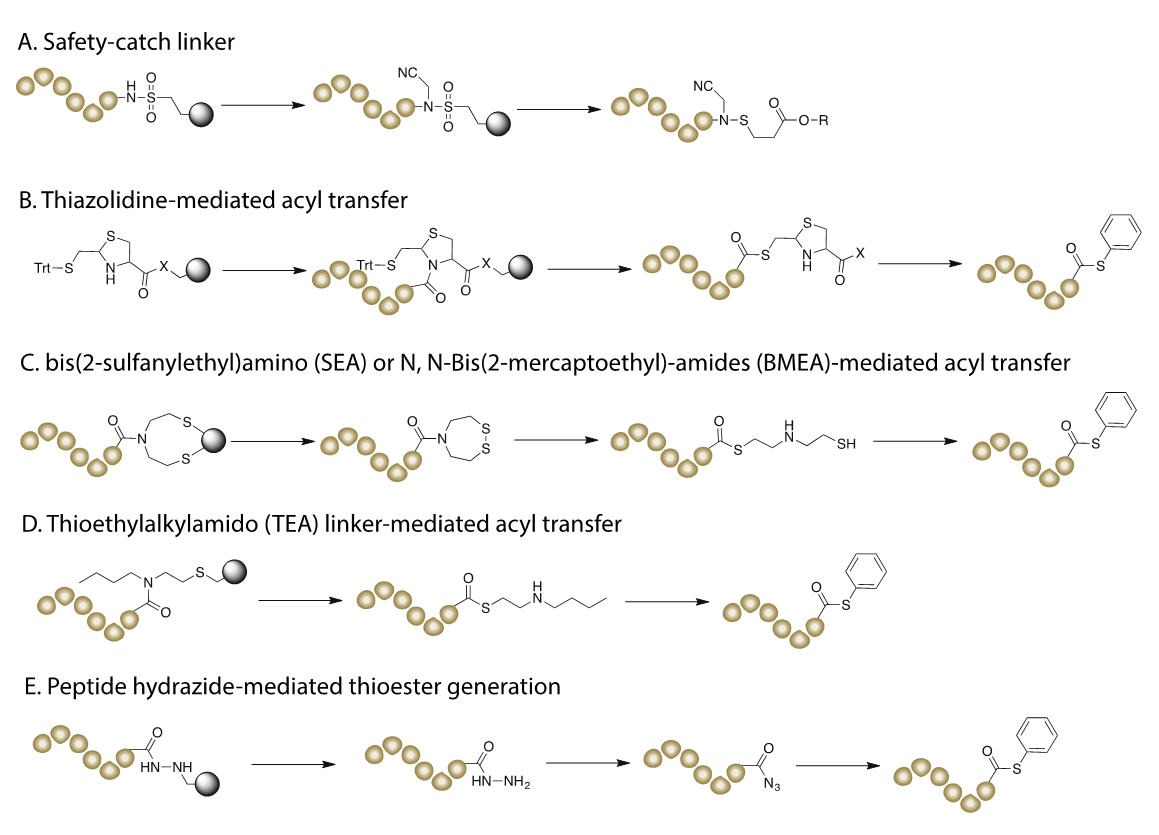 The scheme of five different approaches to generate peptide thioester for NCL.
