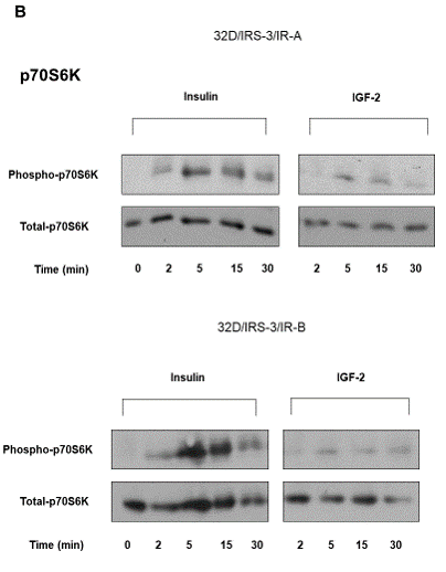 Figure 5: Time-course of ERK1/2 and p70S6 kinase phosphorylation in 32D/IRS-3/IR-A and in 32D/IRS-3/IR-B cells.