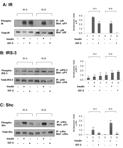Different Effects of the Insulin Receptor Isoforms on 32D Cell Growth and Differentiation