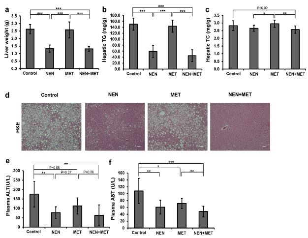 Effects of NEN and metformin in controlling hepatic steatosis and liver damage in mice