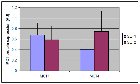 Representative blots of MCT1 and MCT4.