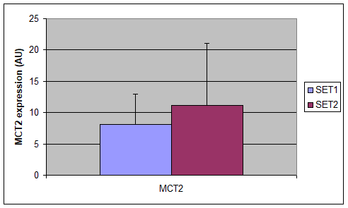 Representative blots of MCT2