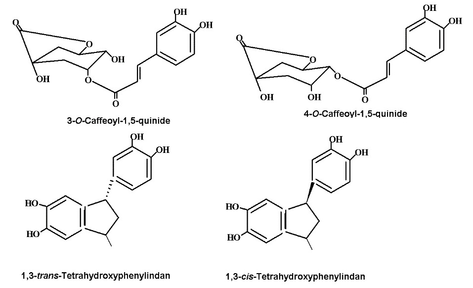 Chlorogenic acid derivatives obtained in coffee beans following the roasting process.
