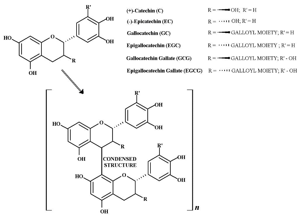 Structure of some major hydroxycinnamic acids detected in fresh coffee leaves.