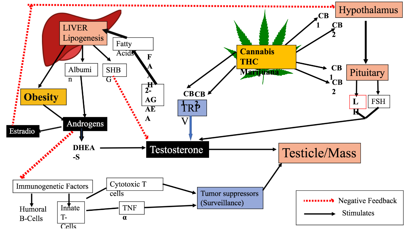 Figure 4: Postulated pathway connecting exogenous cannabinoid’s in an already forged androgen pathway from obesity, and formation of a genetically predisposed seminomatous or non-seminomatous tumor.