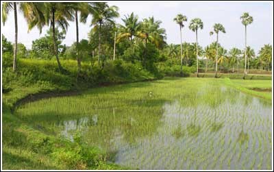 The high bund (varambu) of the pond